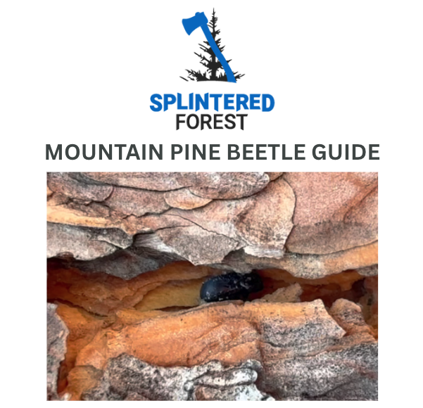 download the splintered forest mountain pine beetle guide