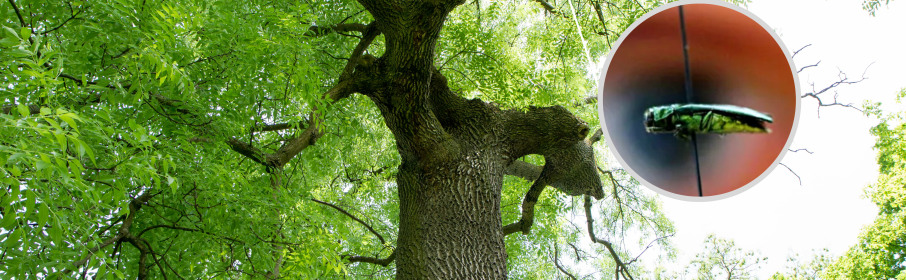 EAB and ash tree, emerald ash borer treatments